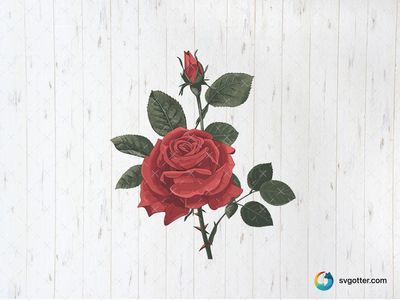 Red Rose Illustration, Best for artist, best on wall art, best to be applied with print and cut